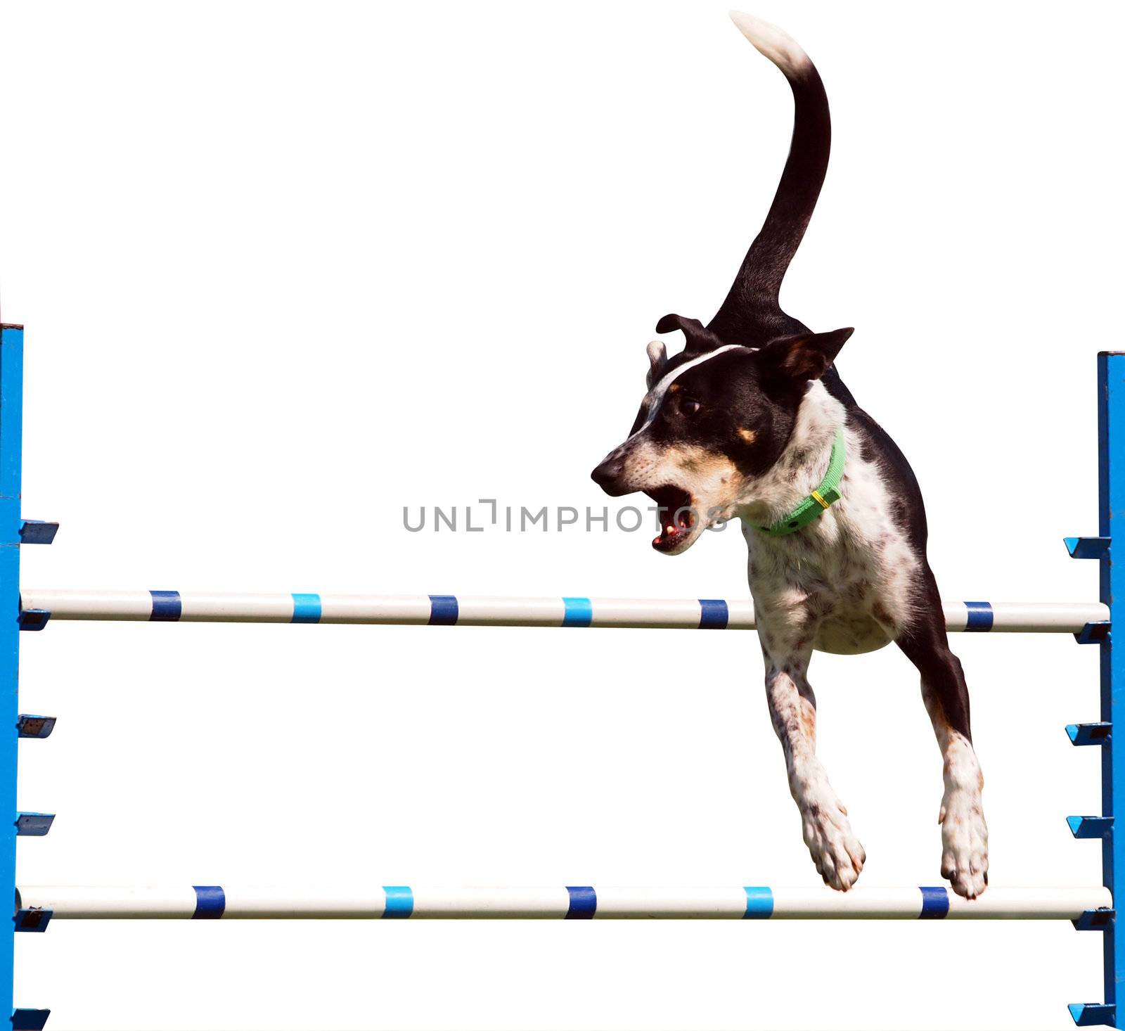 Sheepdog Agility Dog over a Jump Isolated with clipping path 