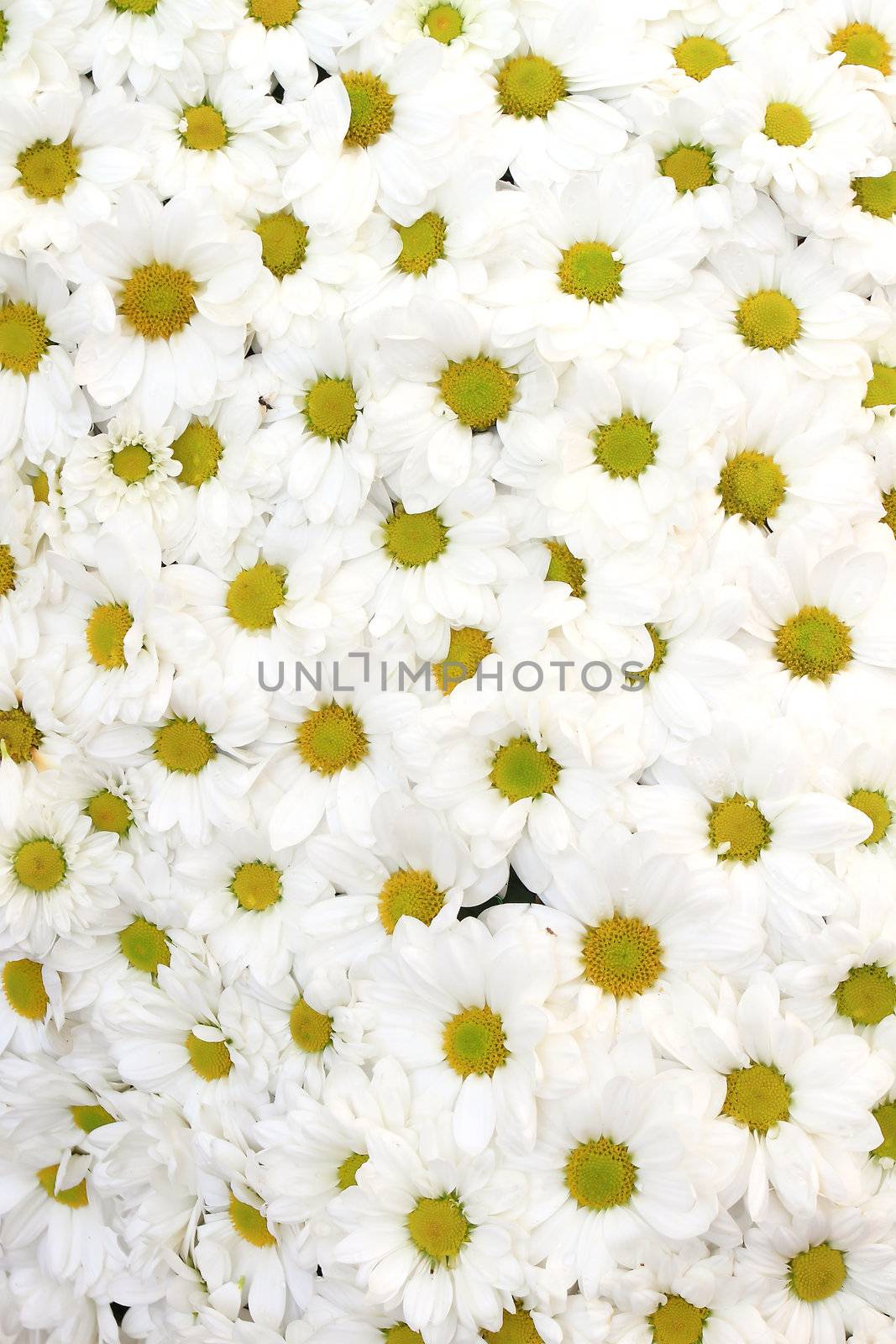 Daisy flower texture