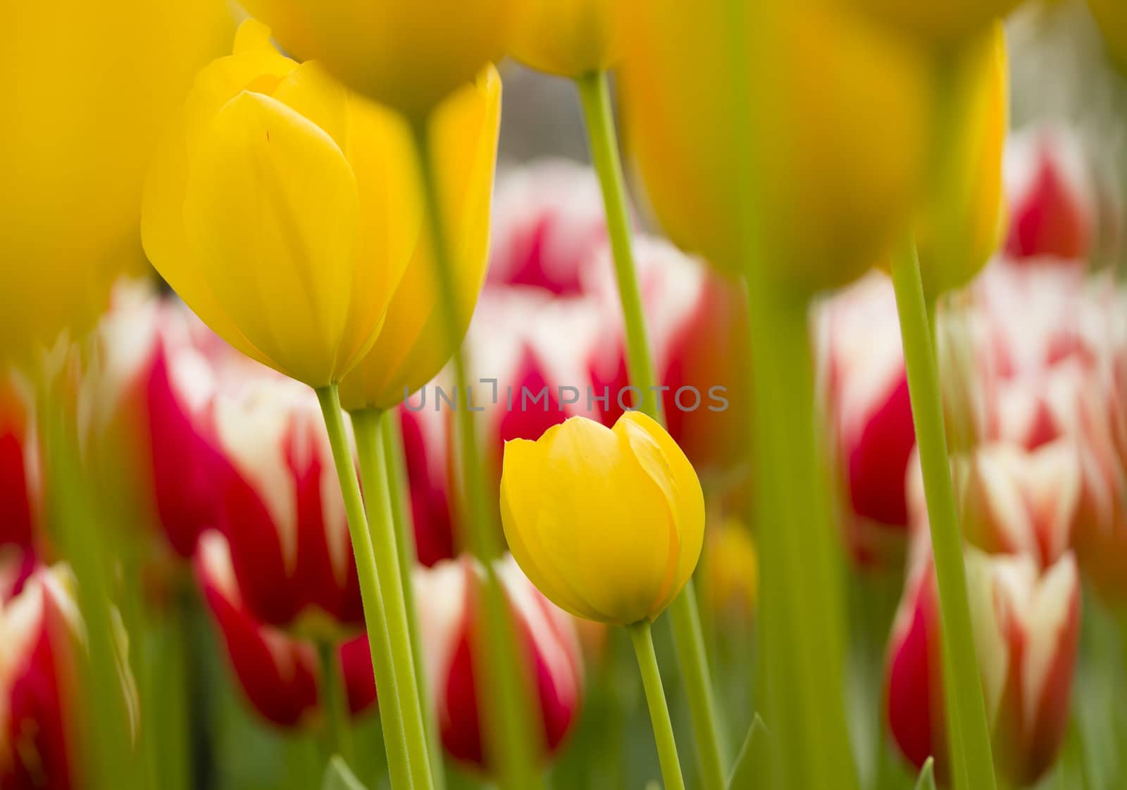 Detail of colorful tulip flower arrangement
