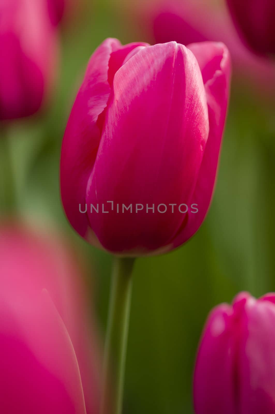 Detail of colorful tulip flower arrangement