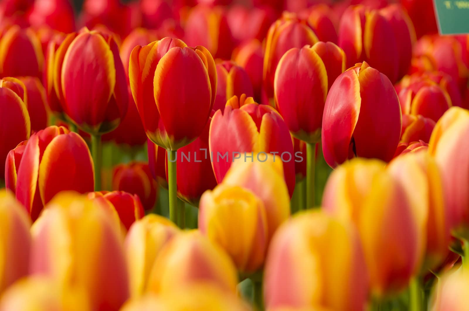Detail of colorful tulip flower arrangement