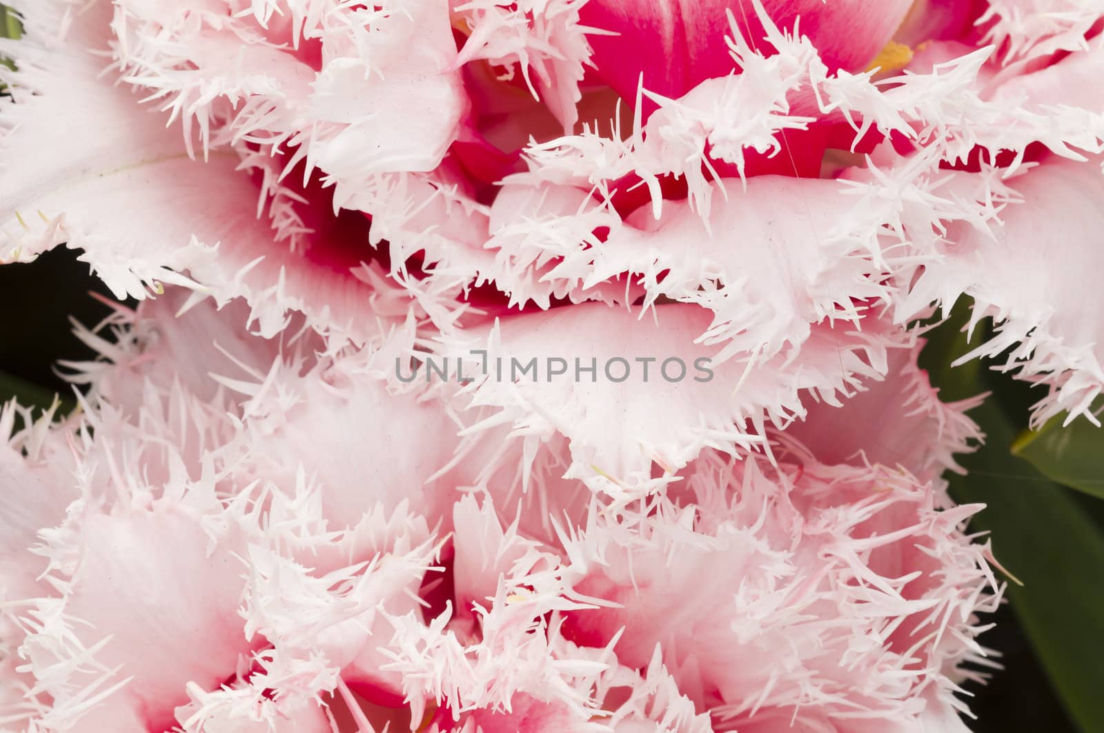 Detail of colorful tulip flower arrangement