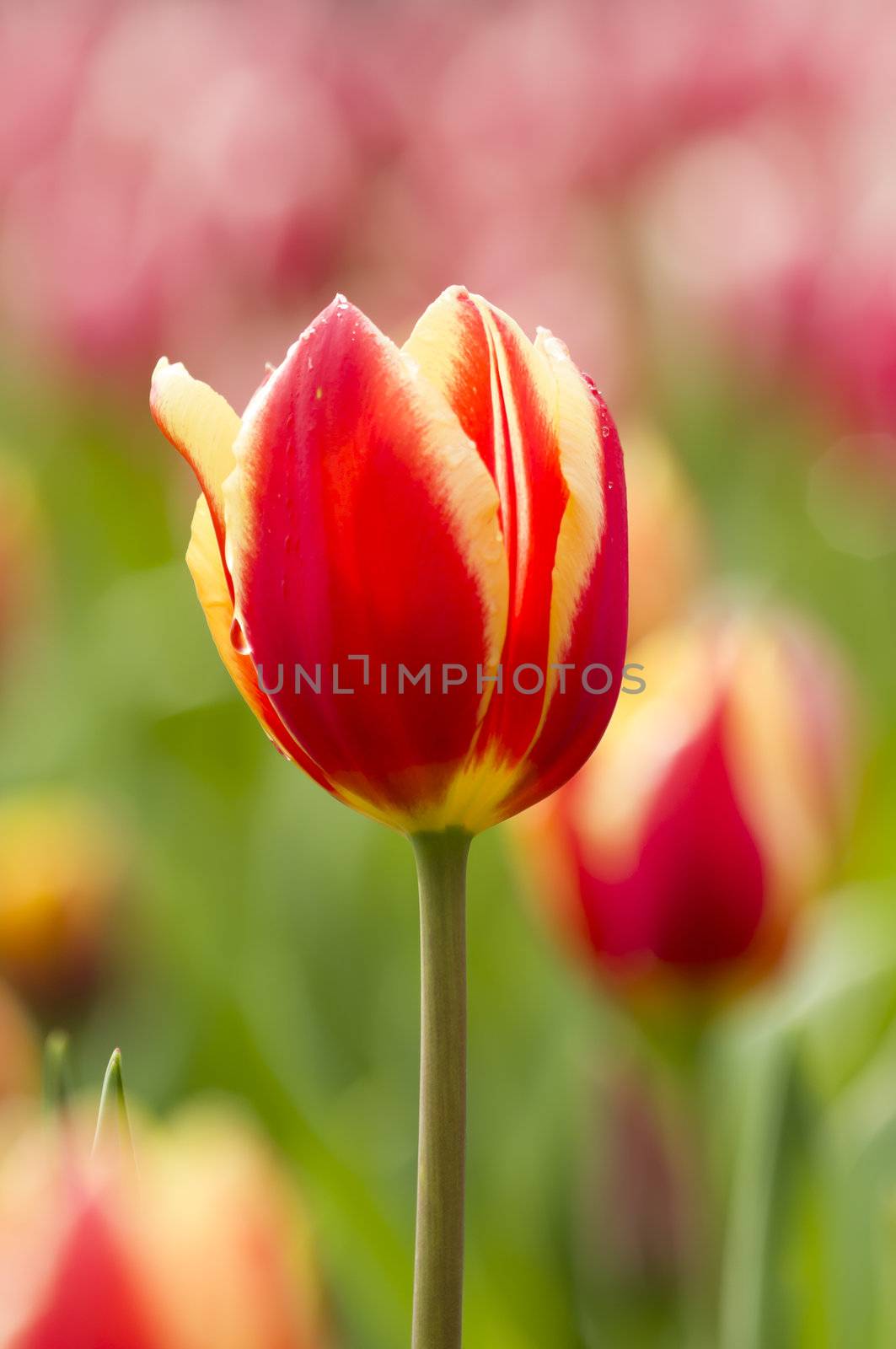 Detail of colorful tulip flower arrangement