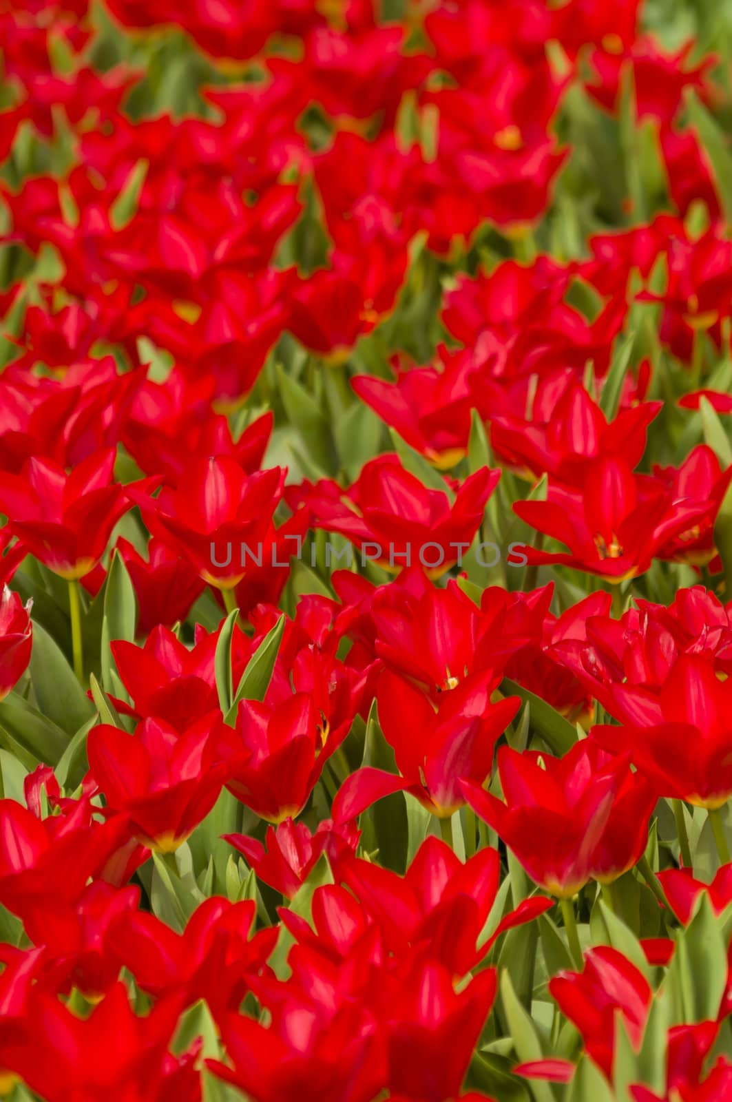 Detail of colorful tulip flower arrangement