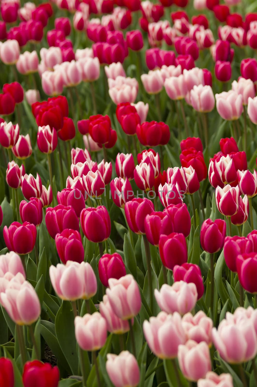 Detail of colorful tulip flower arrangement