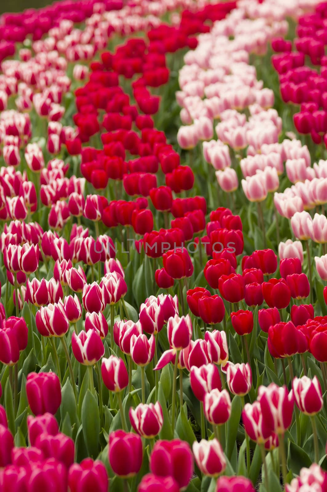 Detail of colorful tulip flower arrangement