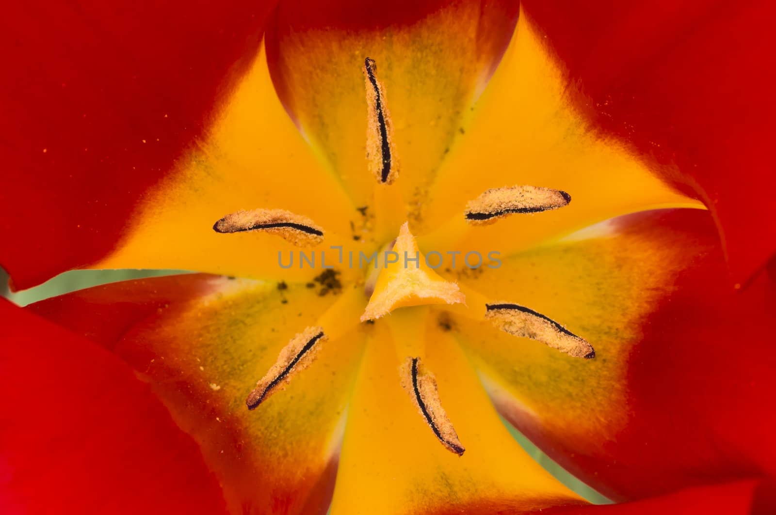 Detail of colorful tulip flower arrangement