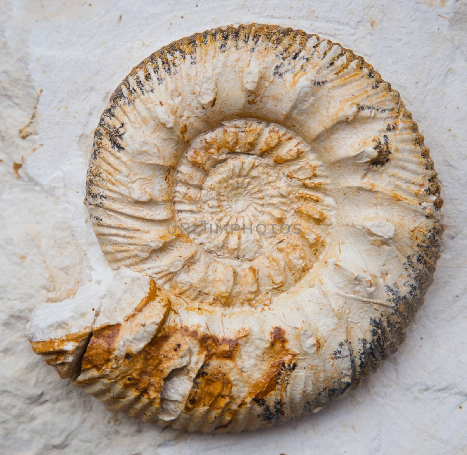 fossilised ammonoids (Ammonoidea)