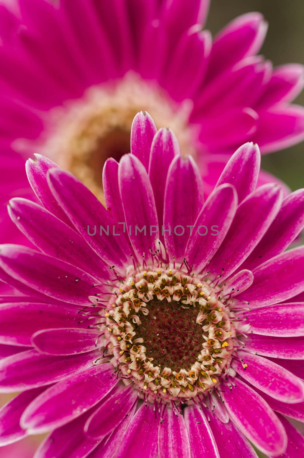 Detail of colorful flower arrangement