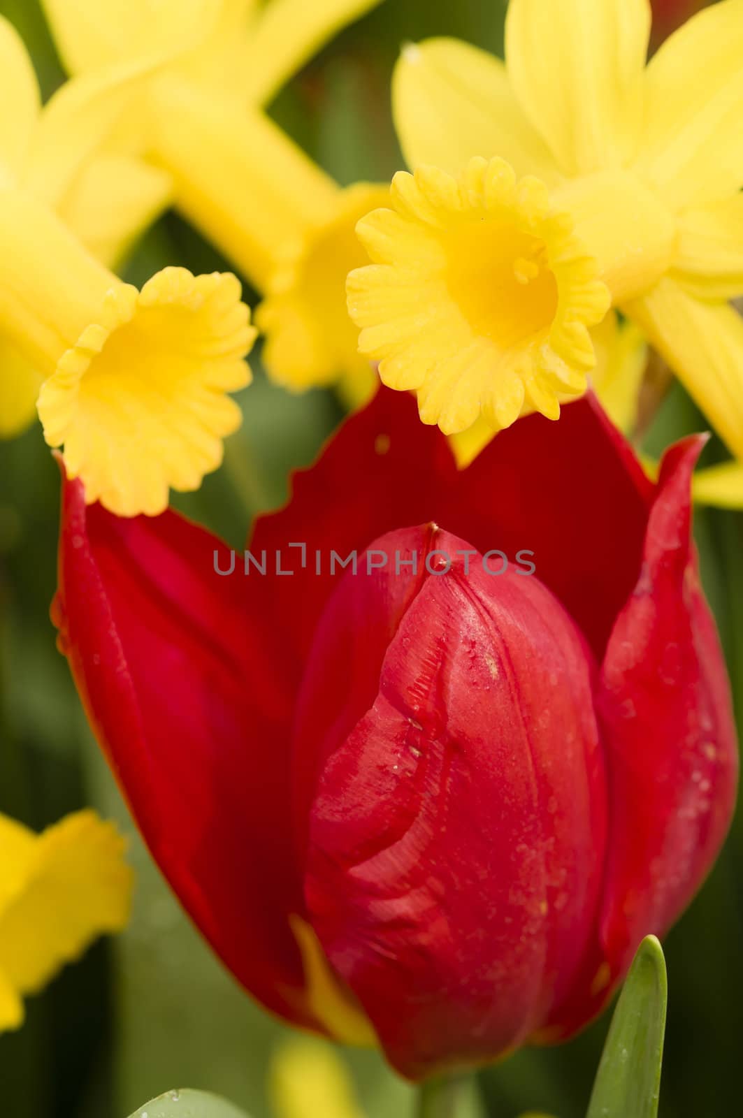 Detail of colorful tulip flower arrangement