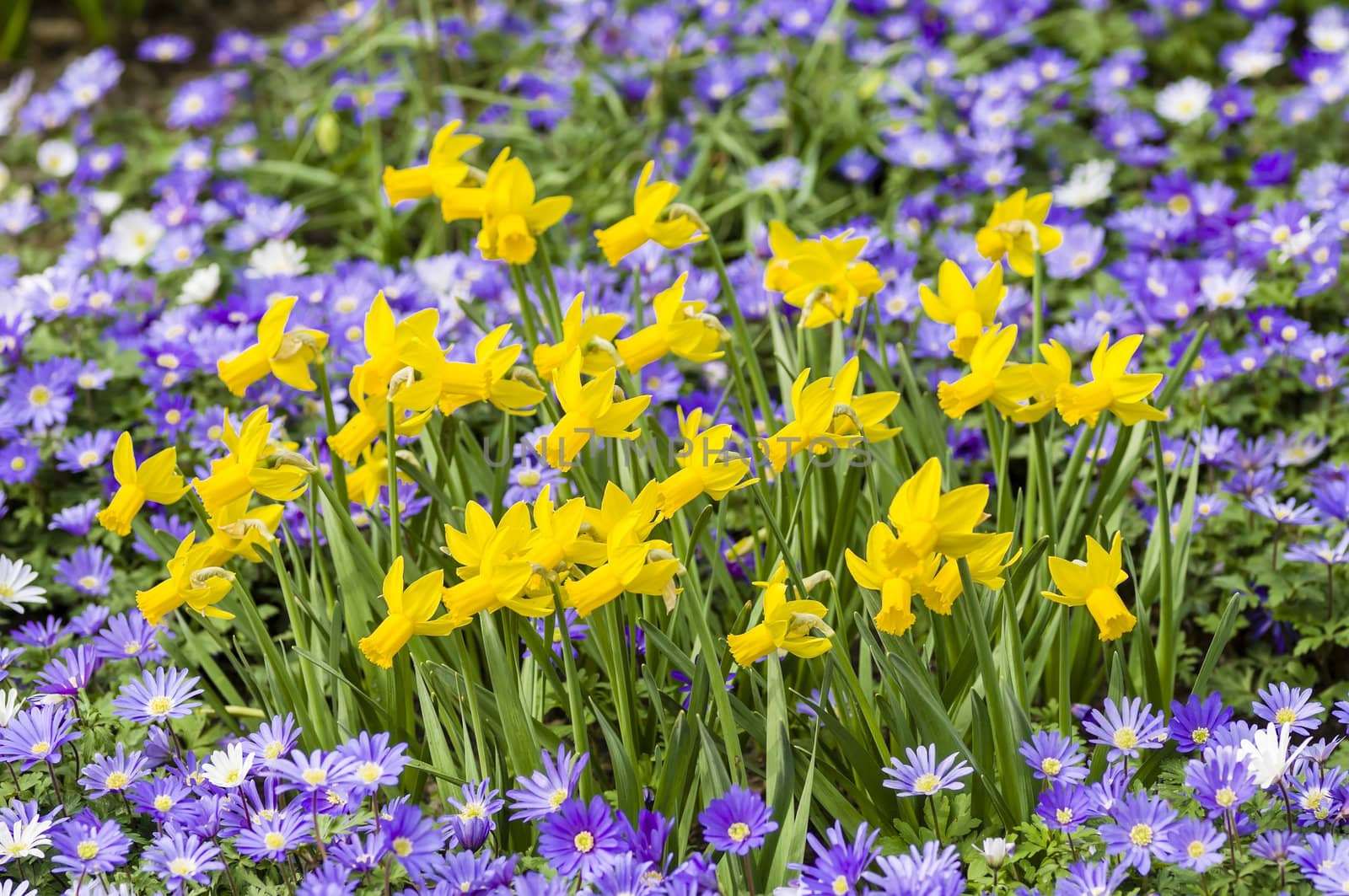 Detail of colorful flower arrangement