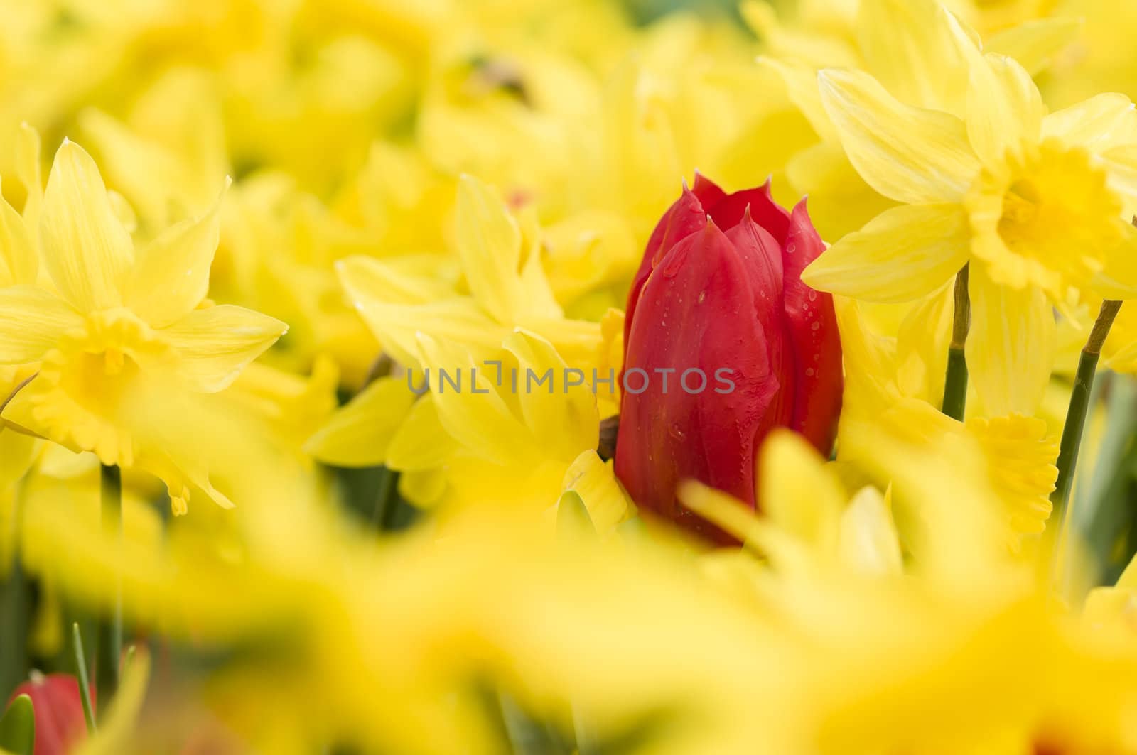 Detail of colorful tulip flower arrangement