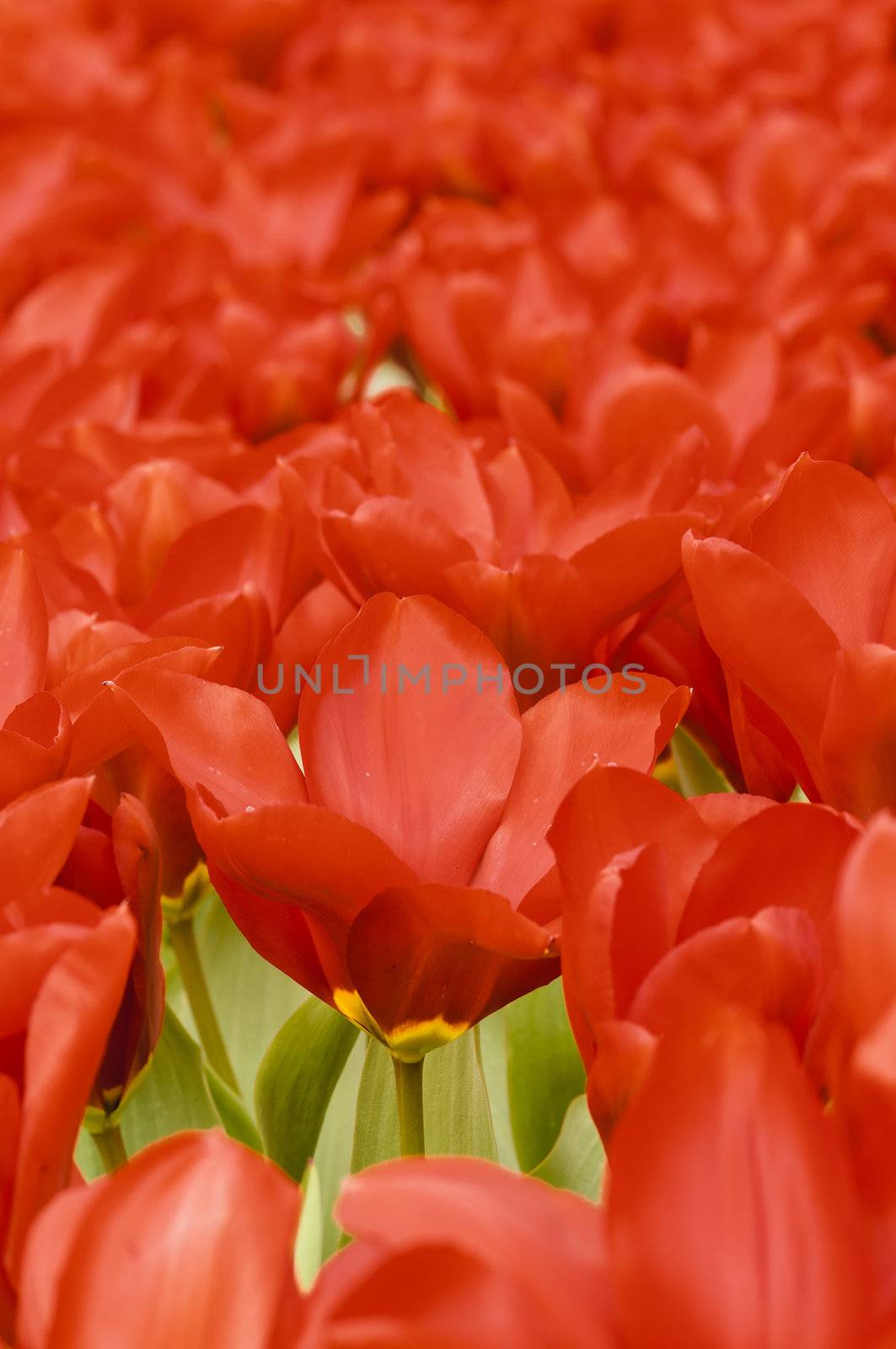 Detail of colorful tulip flower arrangement