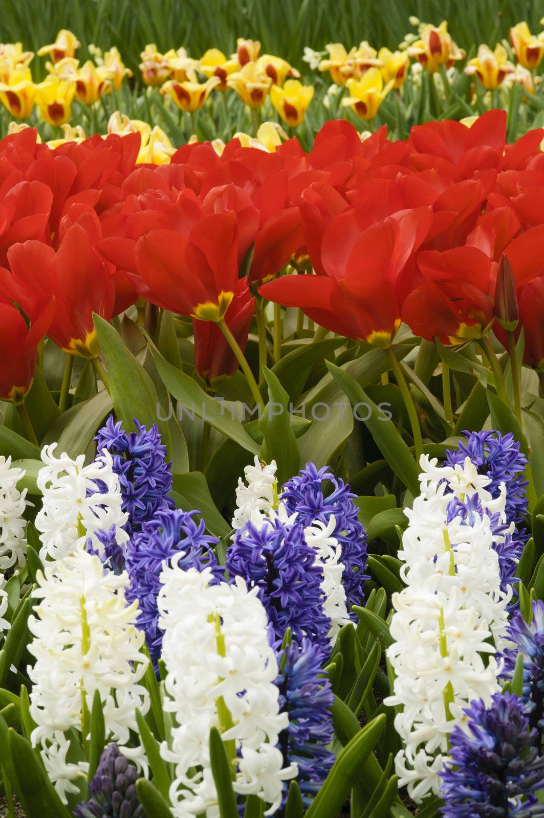 Detail of colorful tulip flower arrangement