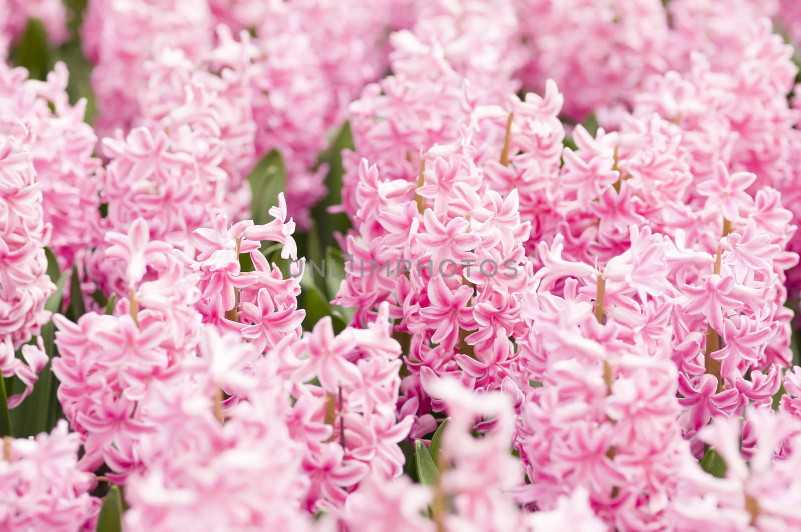 Detail of colorful flower arrangement