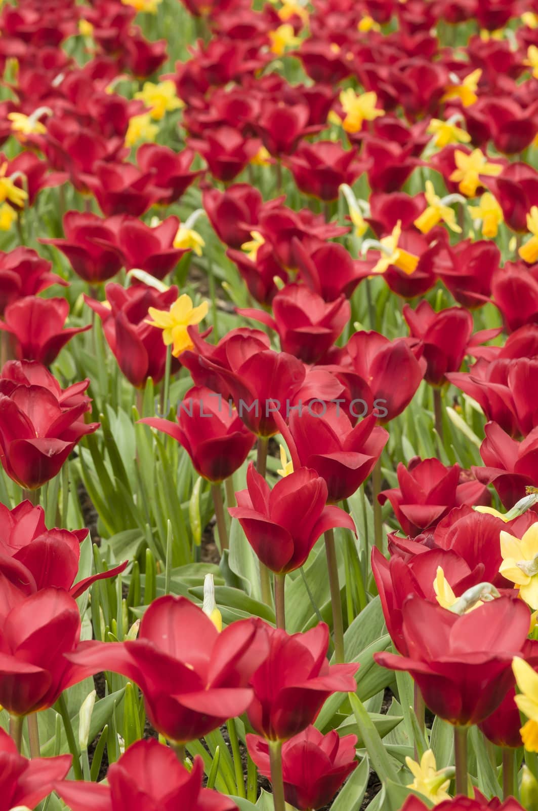 Detail of colorful tulip flower arrangement