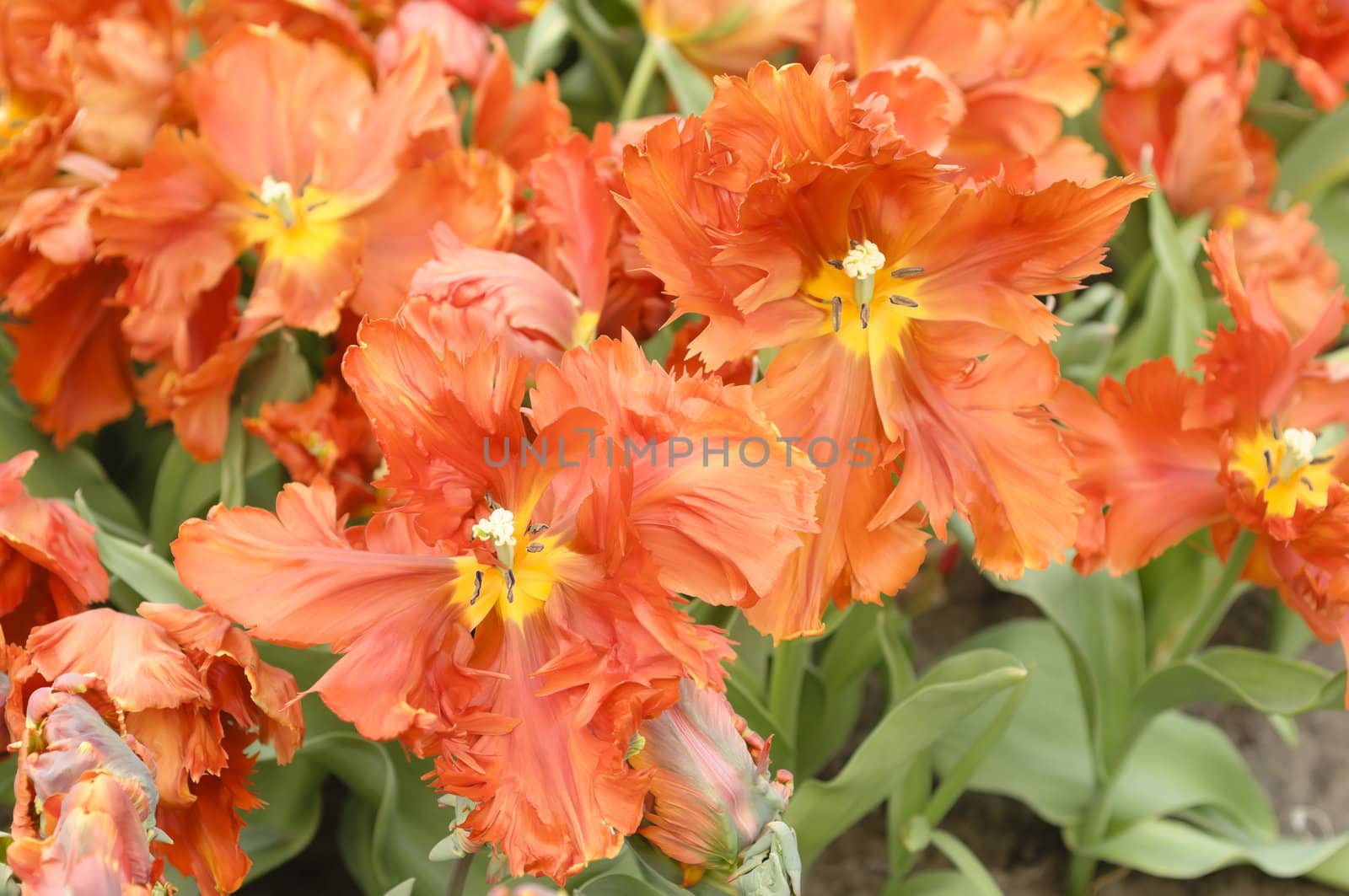 Detail of colorful tulip flower arrangement