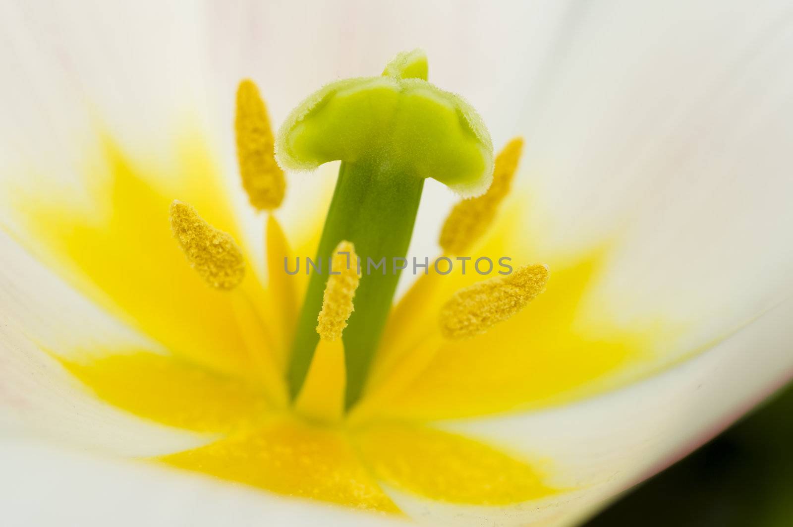 Detail of colorful tulip flower arrangement