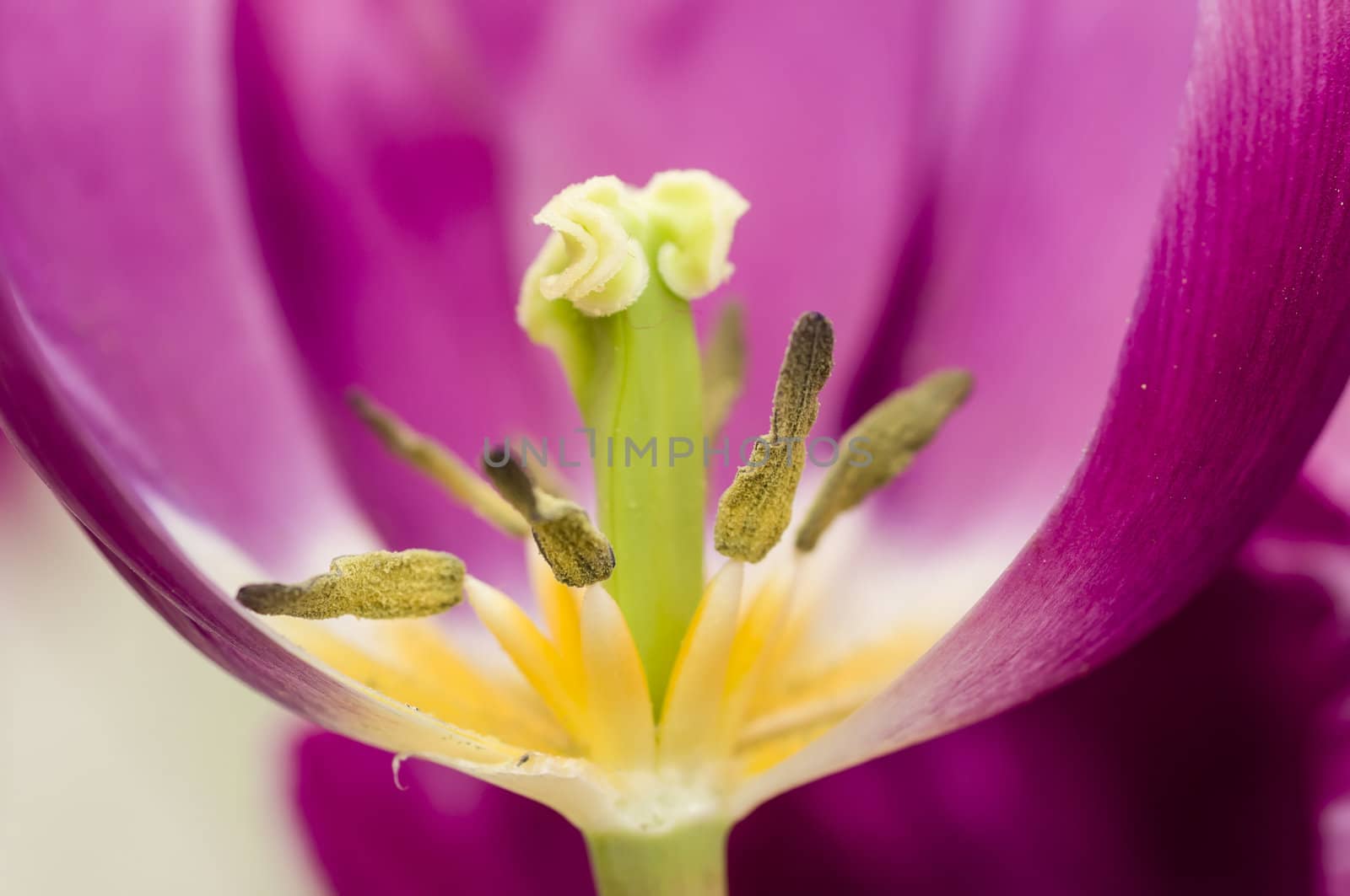 Detail of colorful tulip flower arrangement