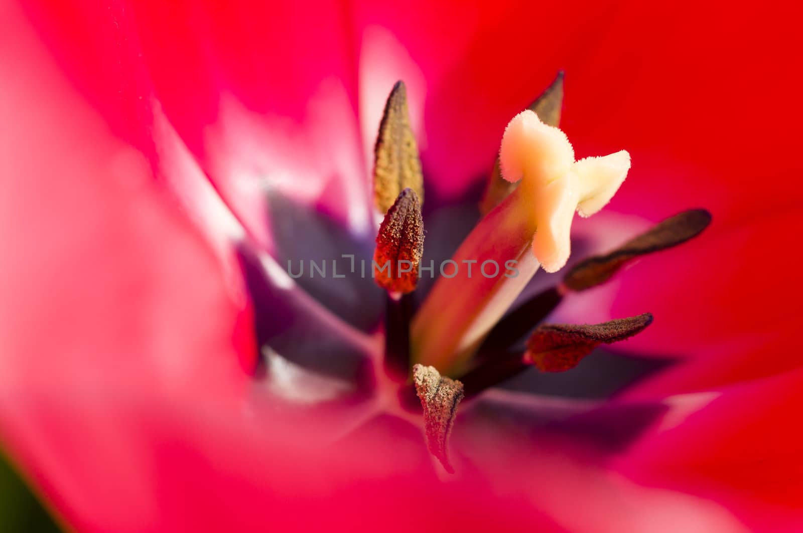 Detail of colorful tulip flower arrangement