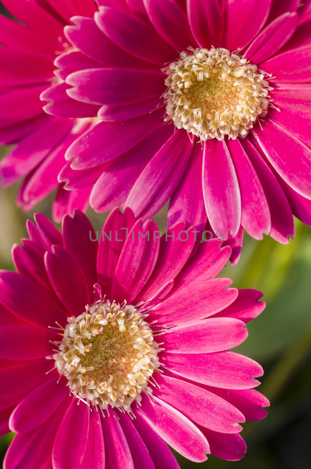 Detail of colorful flower arrangement
