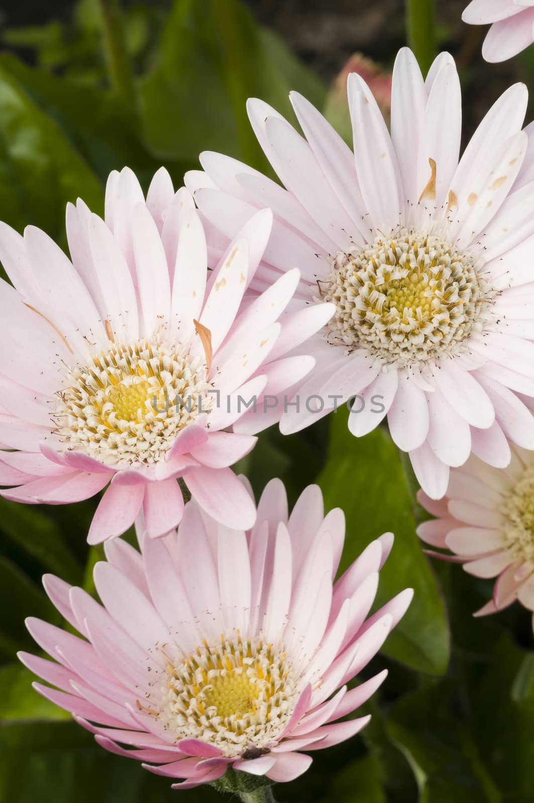 Detail of colorful flower arrangement