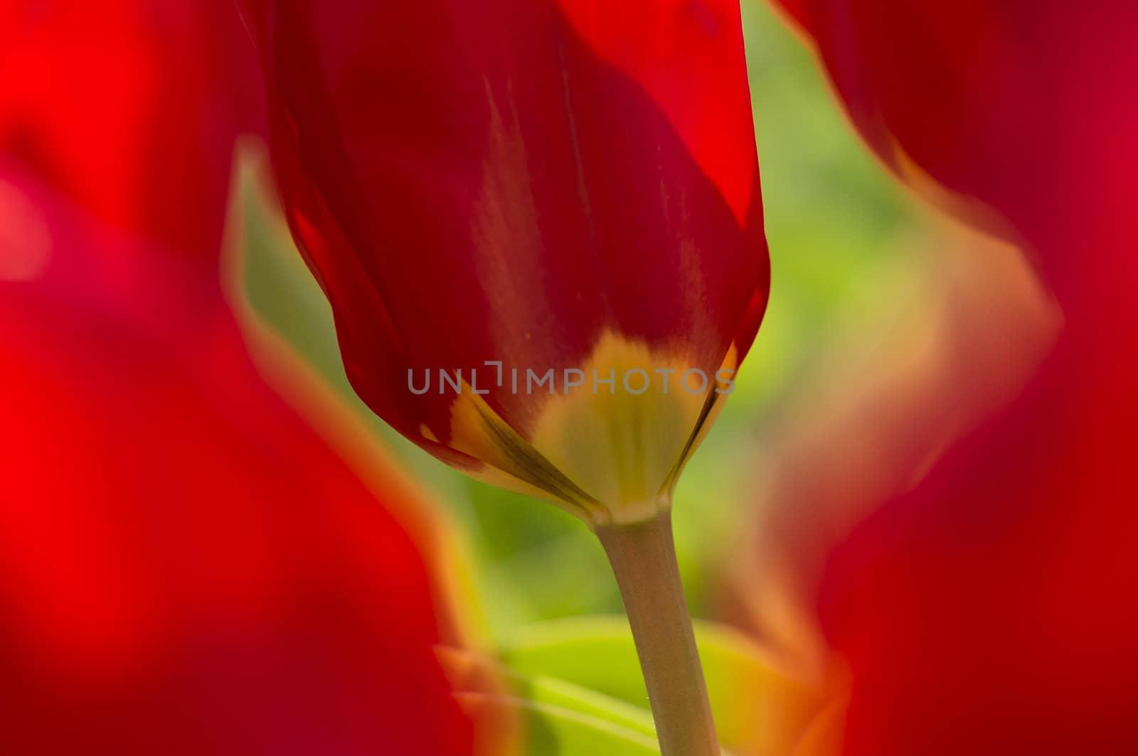 Detail of colorful tulip flower arrangement