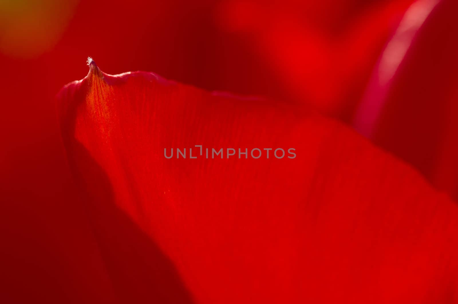 Detail of colorful tulip flower arrangement