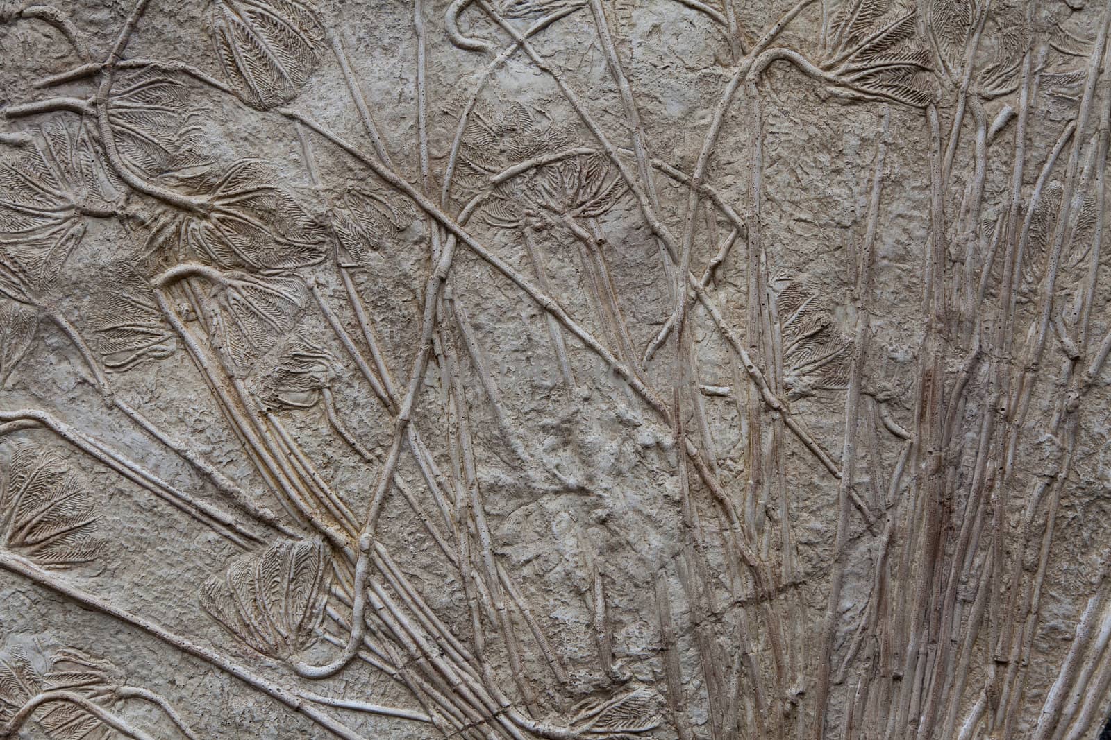 fossilised sea-lillies (Crinoidea)