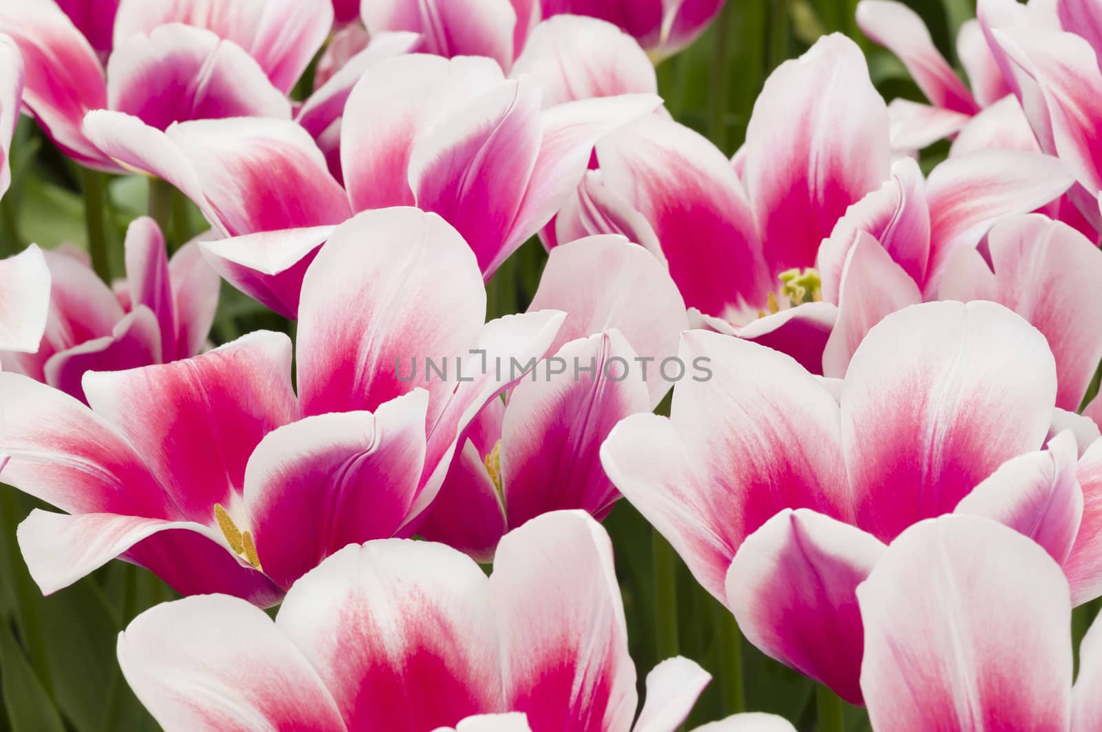 Detail of colorful tulip flower arrangement