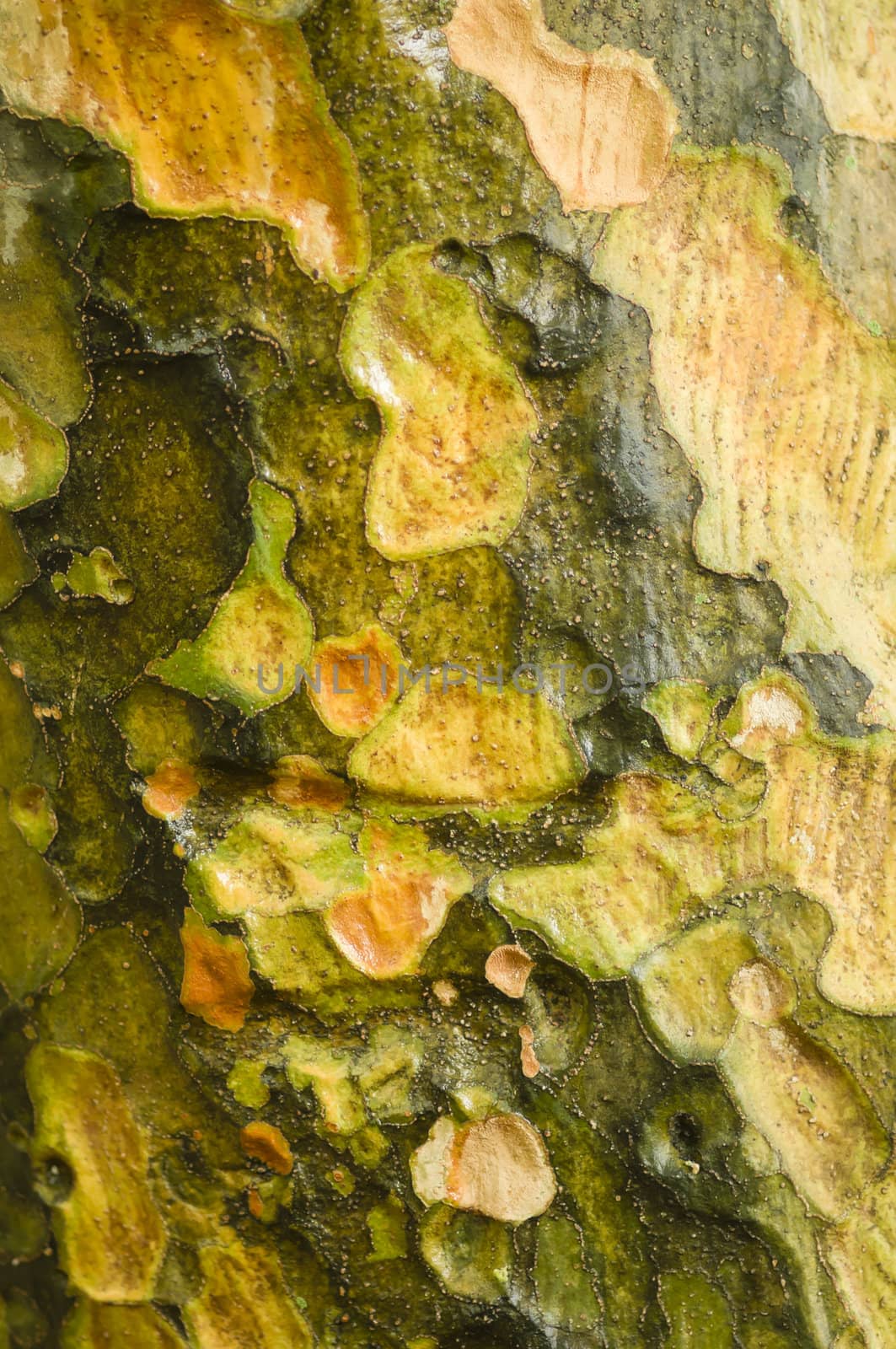 Colorful tree barck