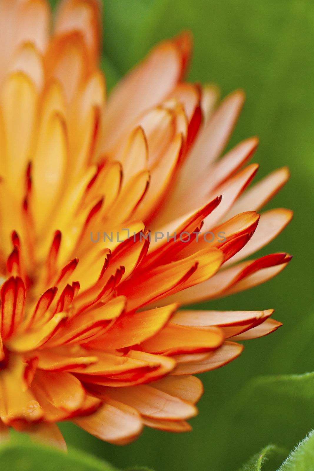 Orange petal flower in spring 