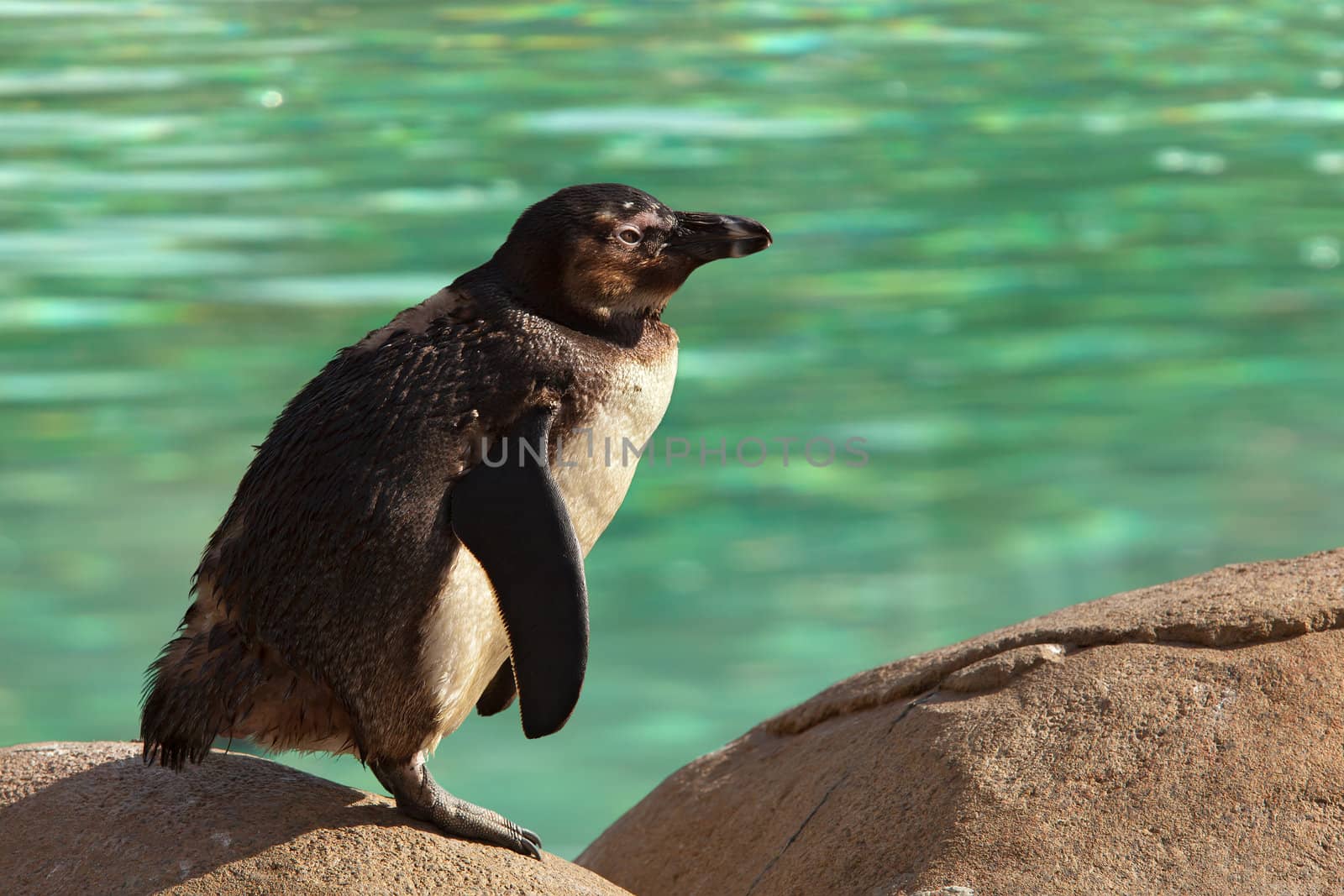 Humboldt Penguin Standing on Rock Beside Green Water Spheniscus Humboldti