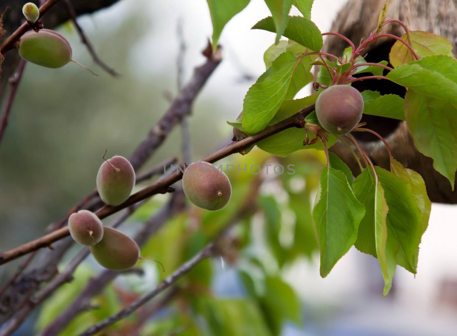 one branch and new young colored apricots 