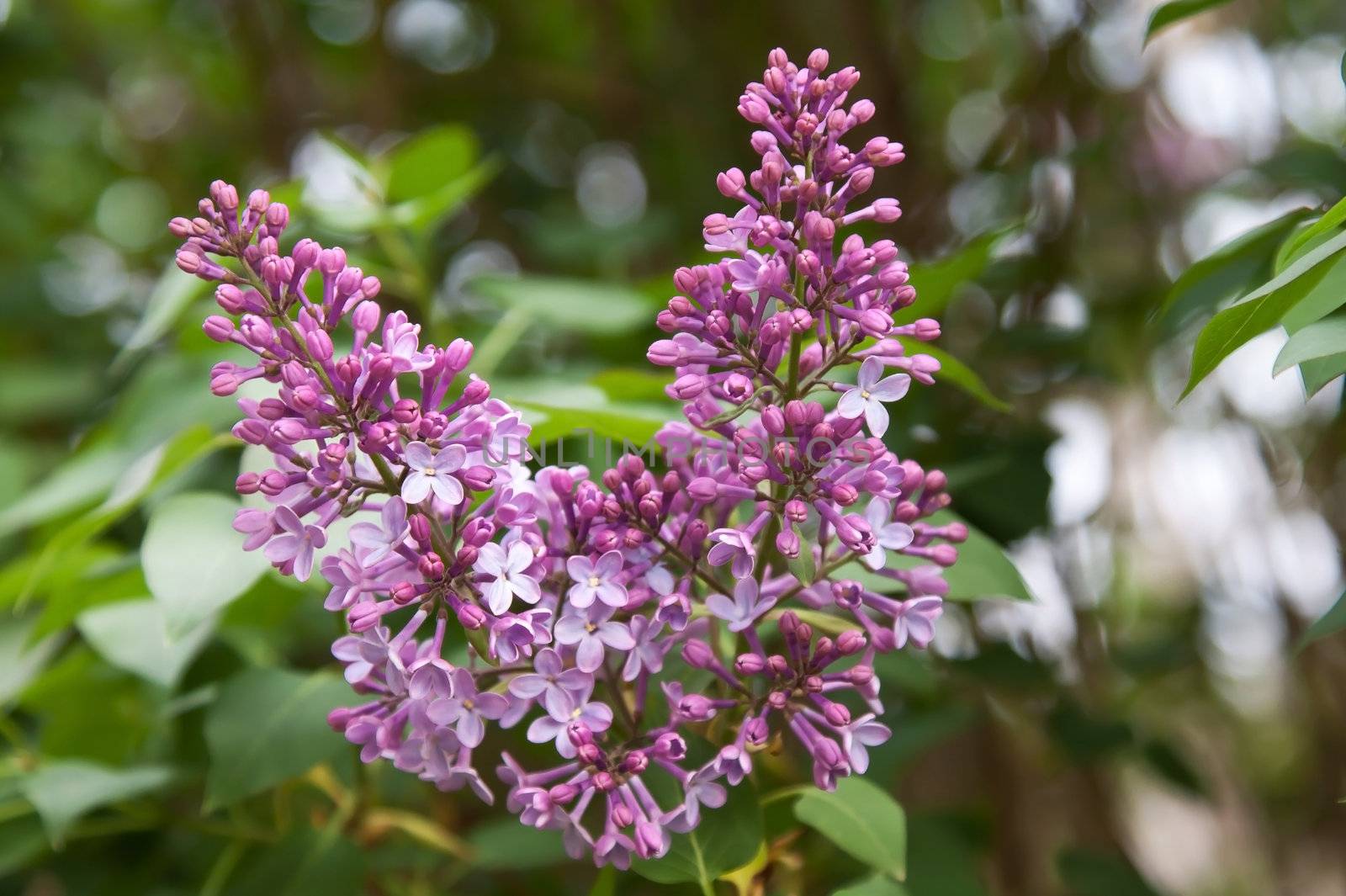 lilac tree starting flowering in garden - spring