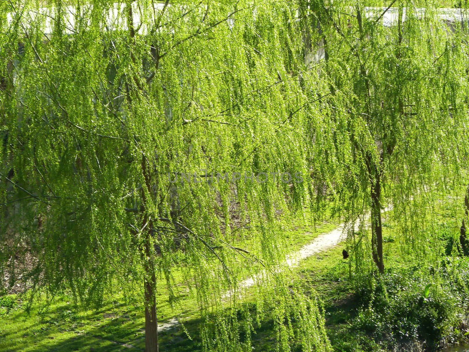 bright green trees in spring sun light