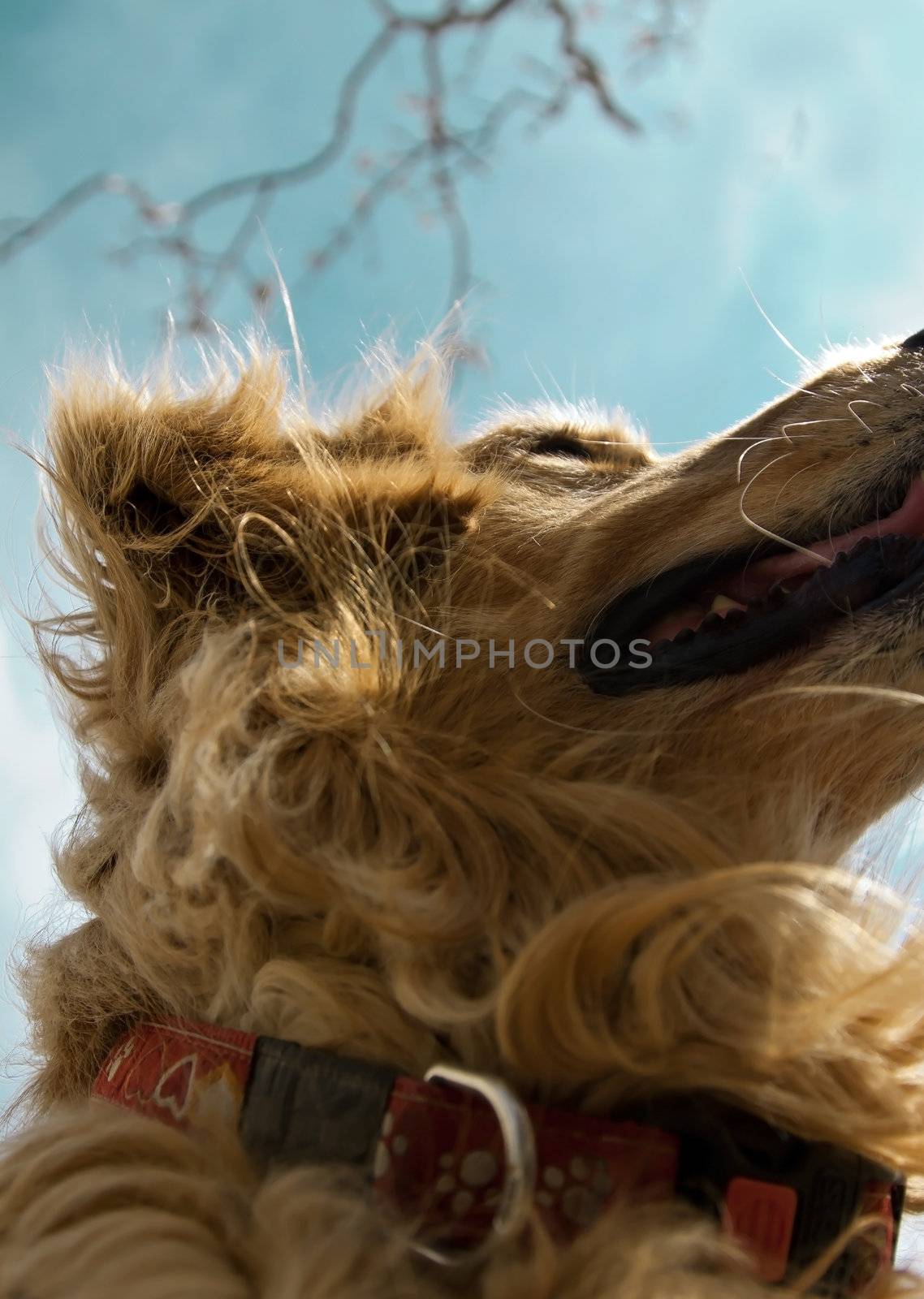 female of golden retriever ready for game