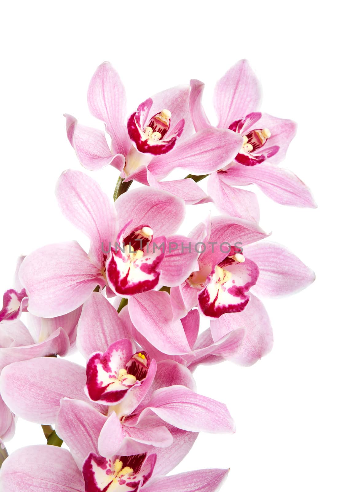 pink orchid flowers isolated