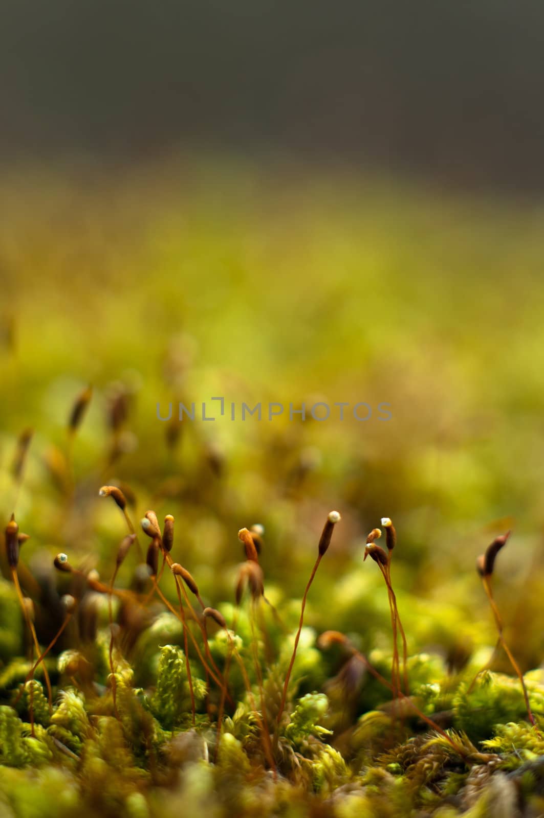 Bright Green Moss (antherocerophytes)