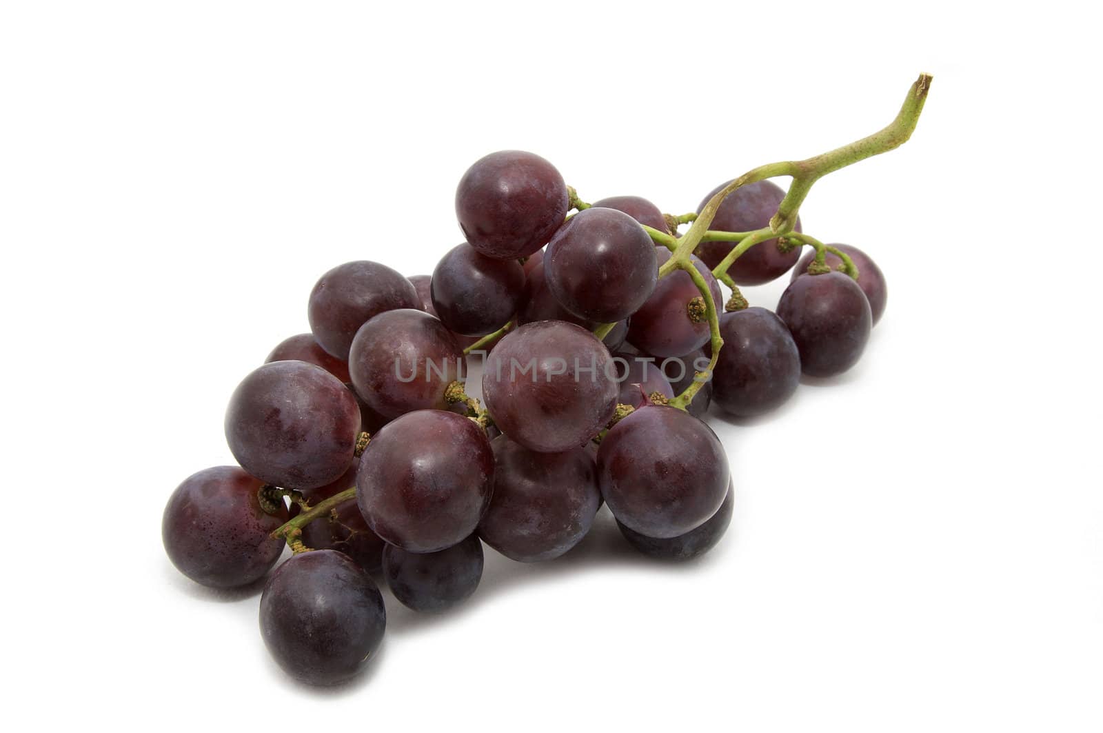 a branch of red wine on a white background