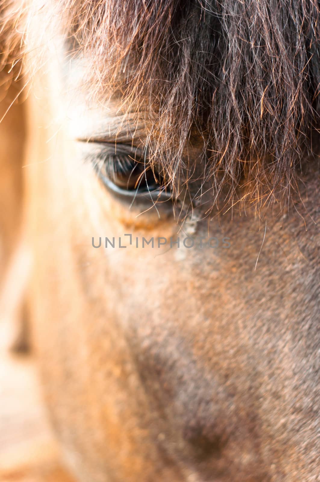 Eye of a horse closeup with focus on hair. Lots of copyspace