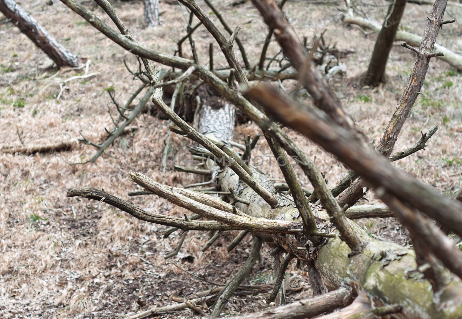 Broken and dead tree after disaster