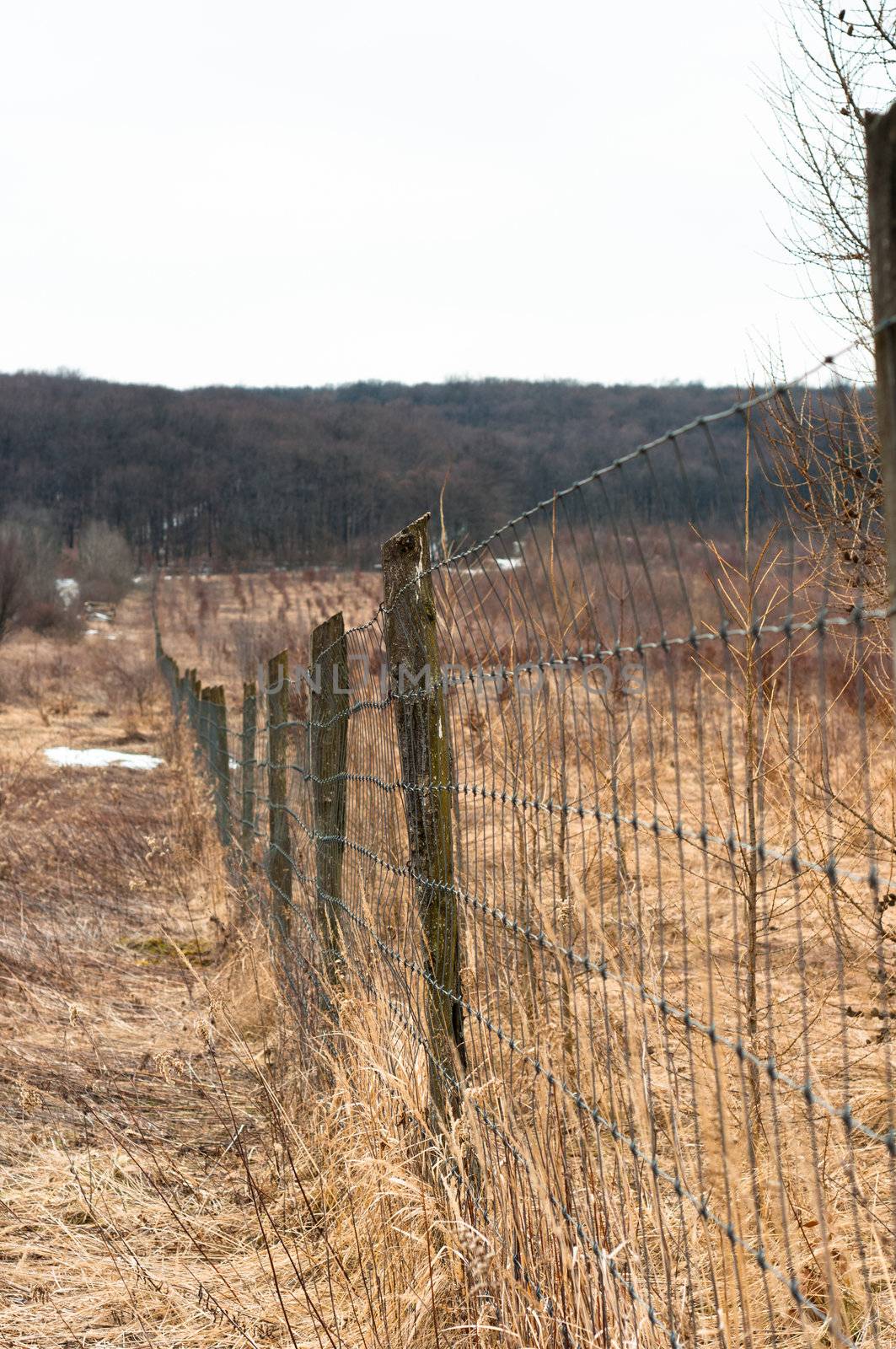 fence with forest in background