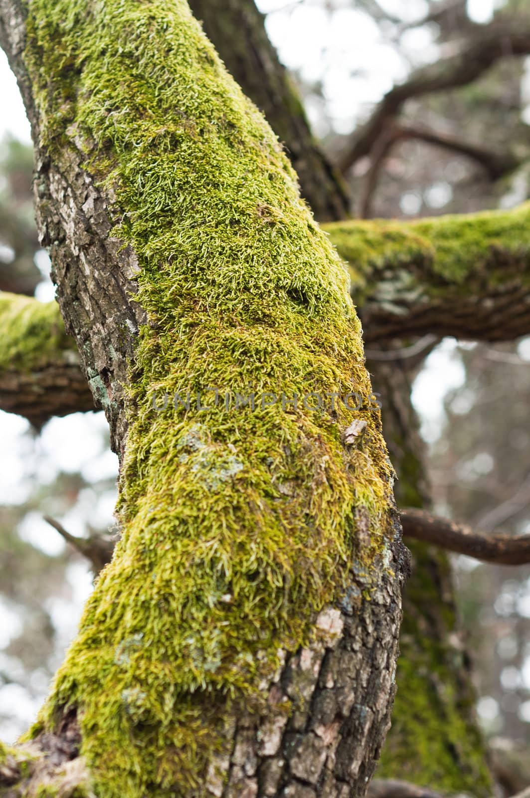 Bright Green Moss (antherocerophytes) on tree trunks