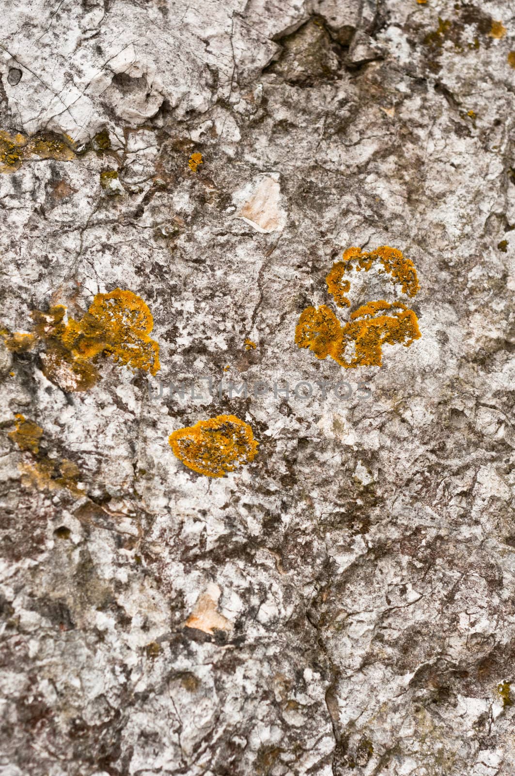 Aged rock texture background closeup with moss