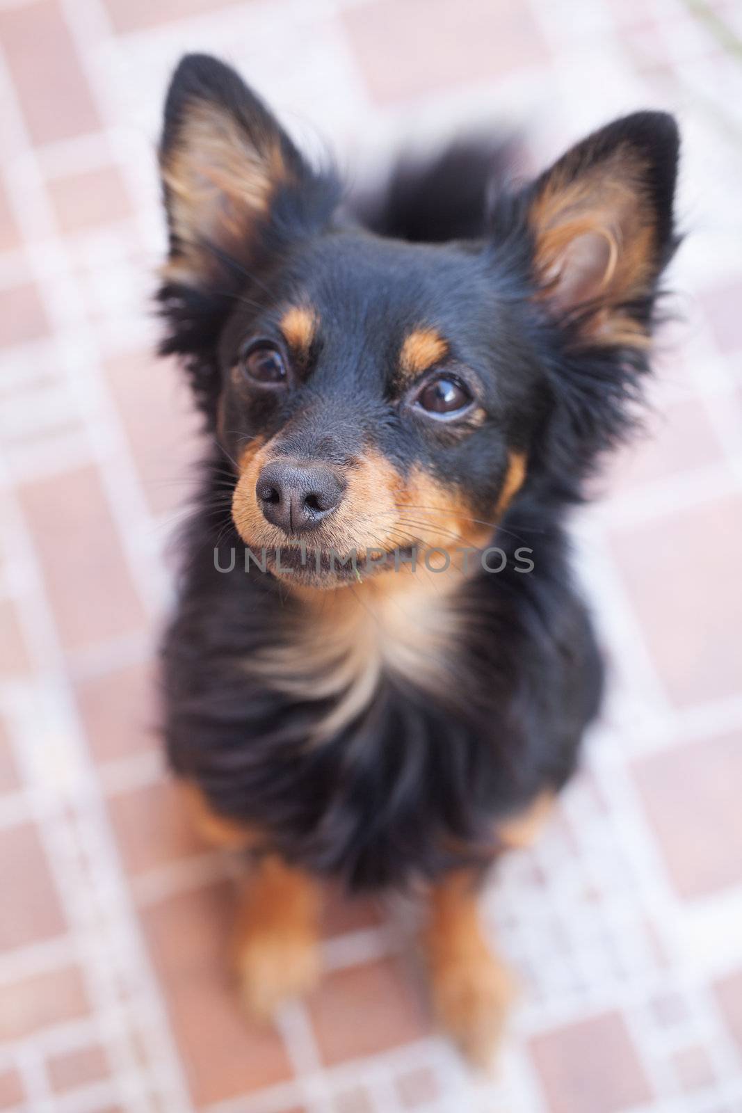portrait of black russian toy terrier