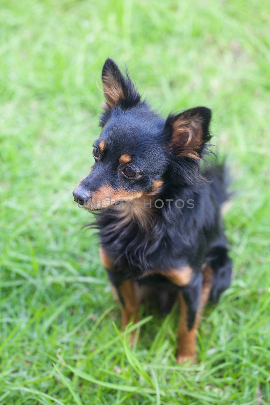 portrait of black russian toy terrier isolated on white