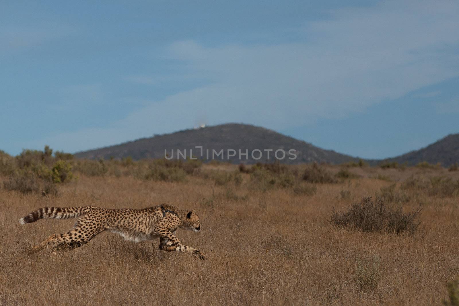 Young cheetah sprinting after its prey, South Africa