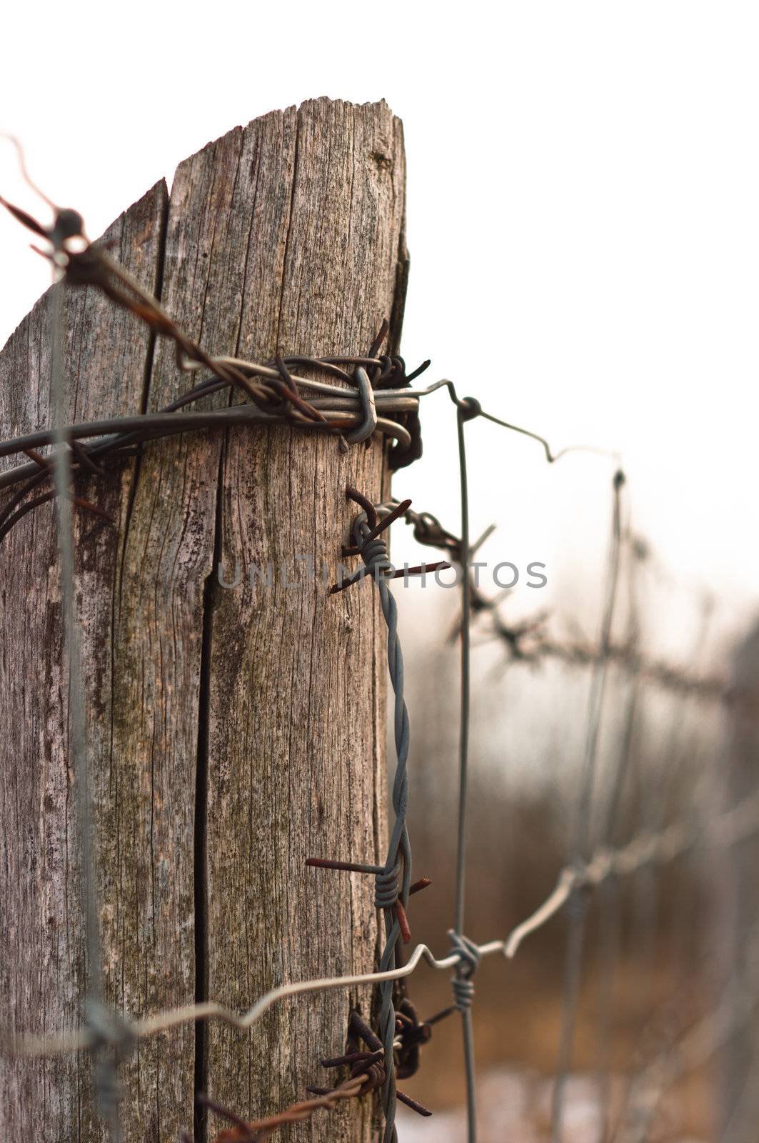 Military barbed wire on wooden pole