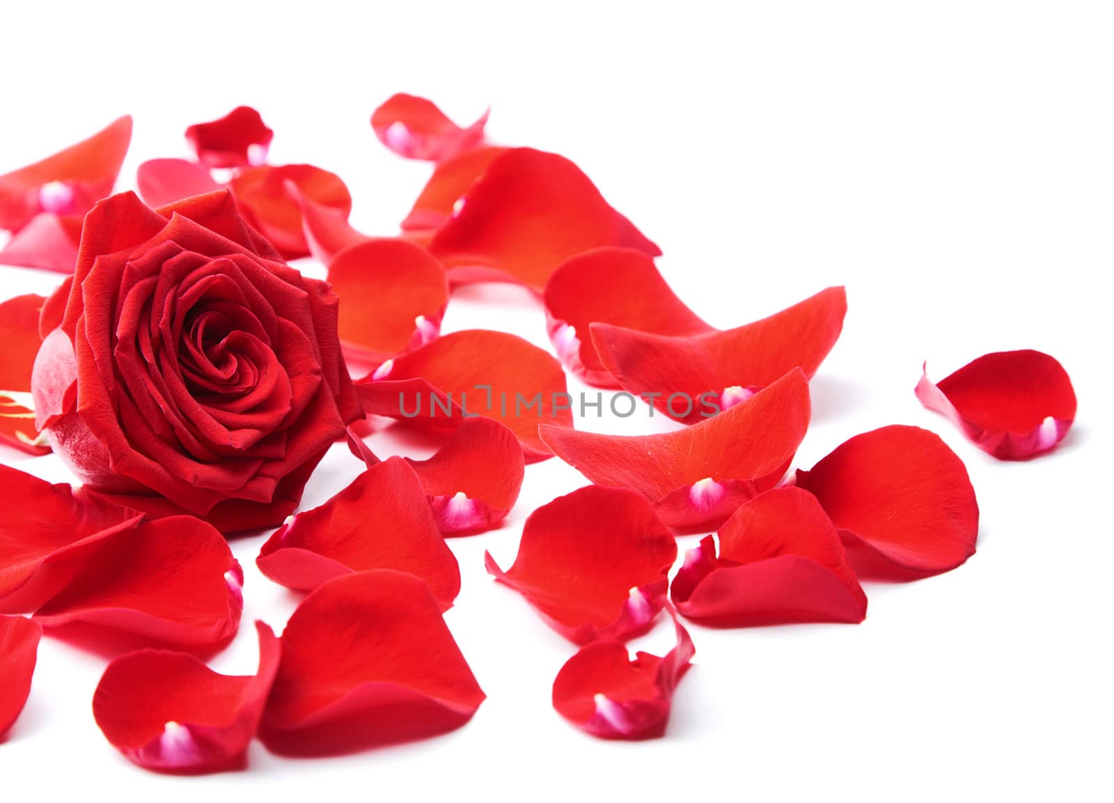 red rose petals isolated 